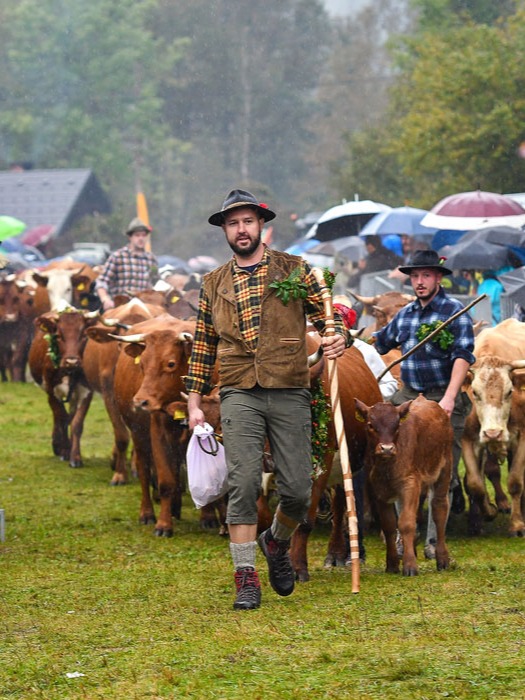 Sennerei und Kuhball